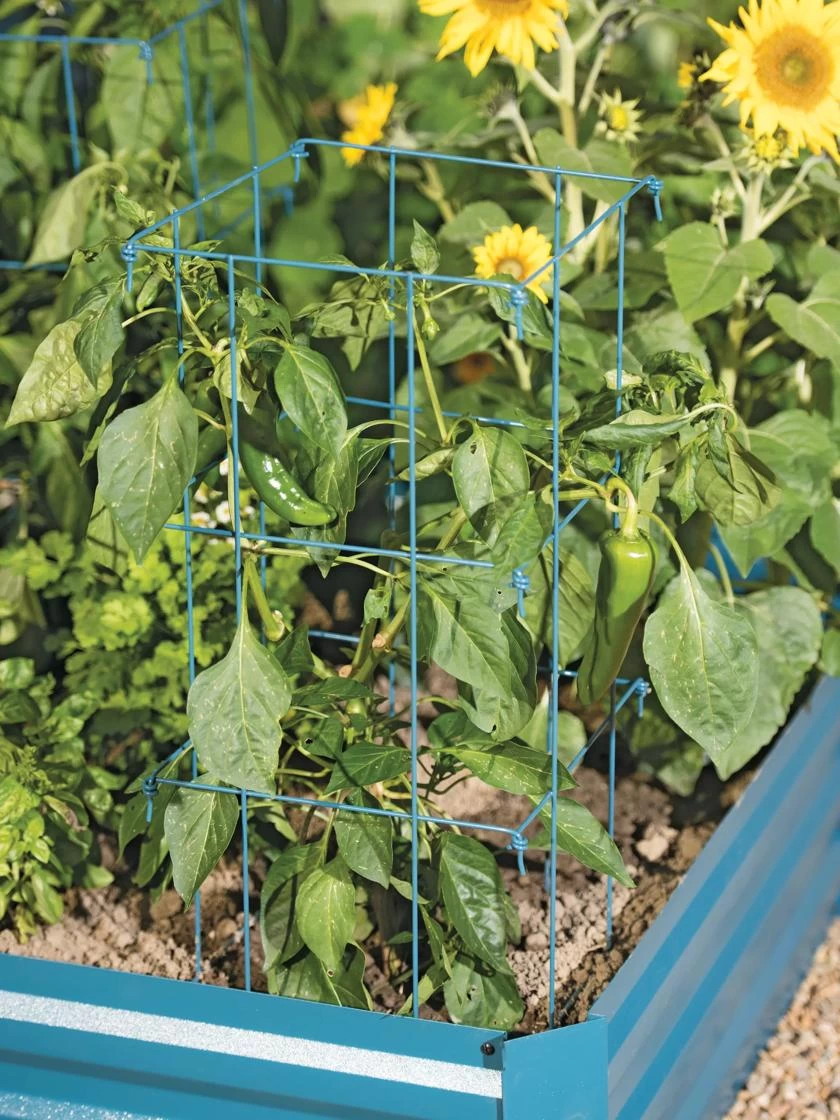 Pepper And Eggplant Cages, Set Of 3 - Image 3