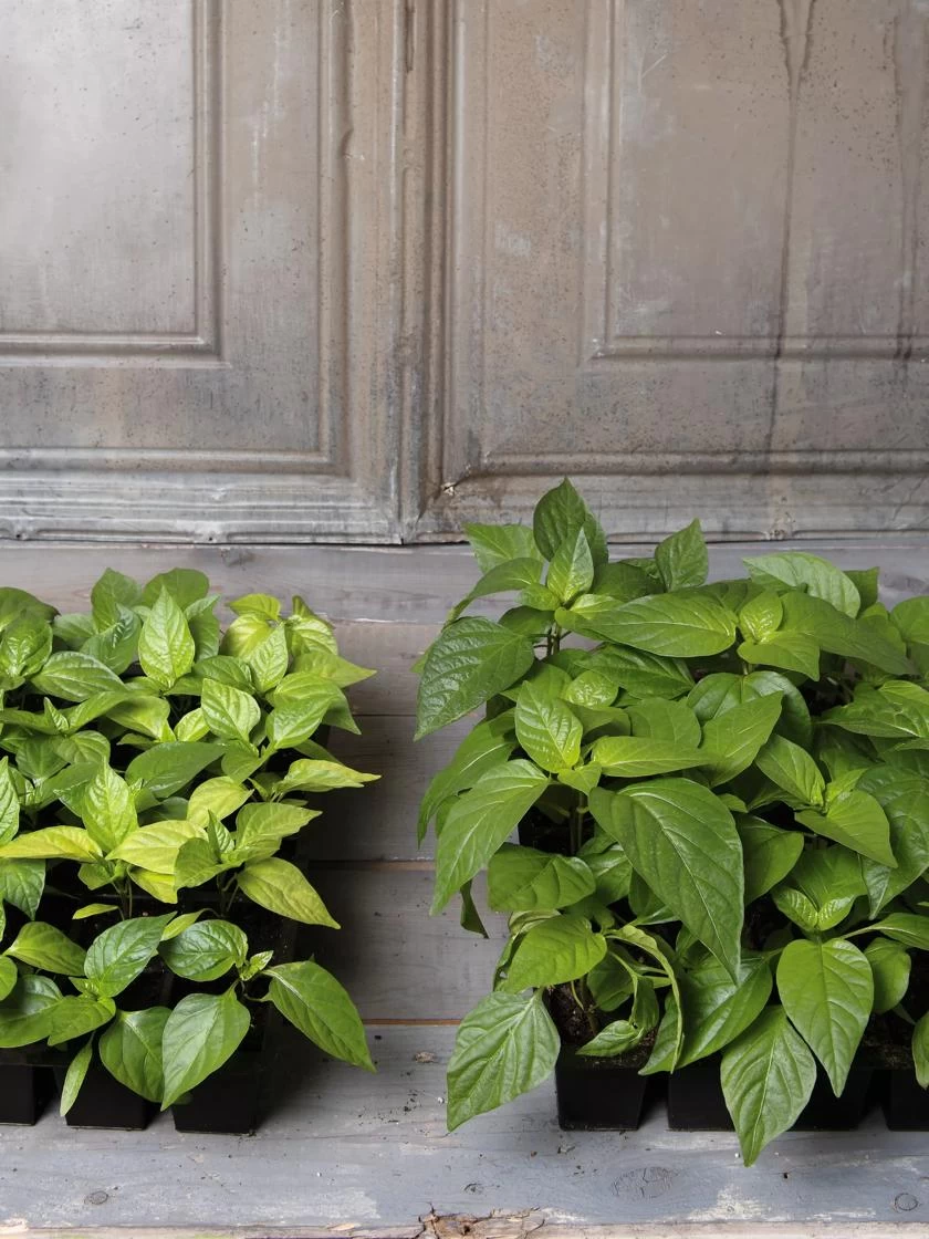 Organic Potting Mix, 20 Quarts - Image 2