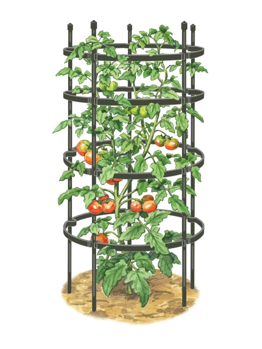 Titan Tomato Cages, Set Of 3 - Image 5