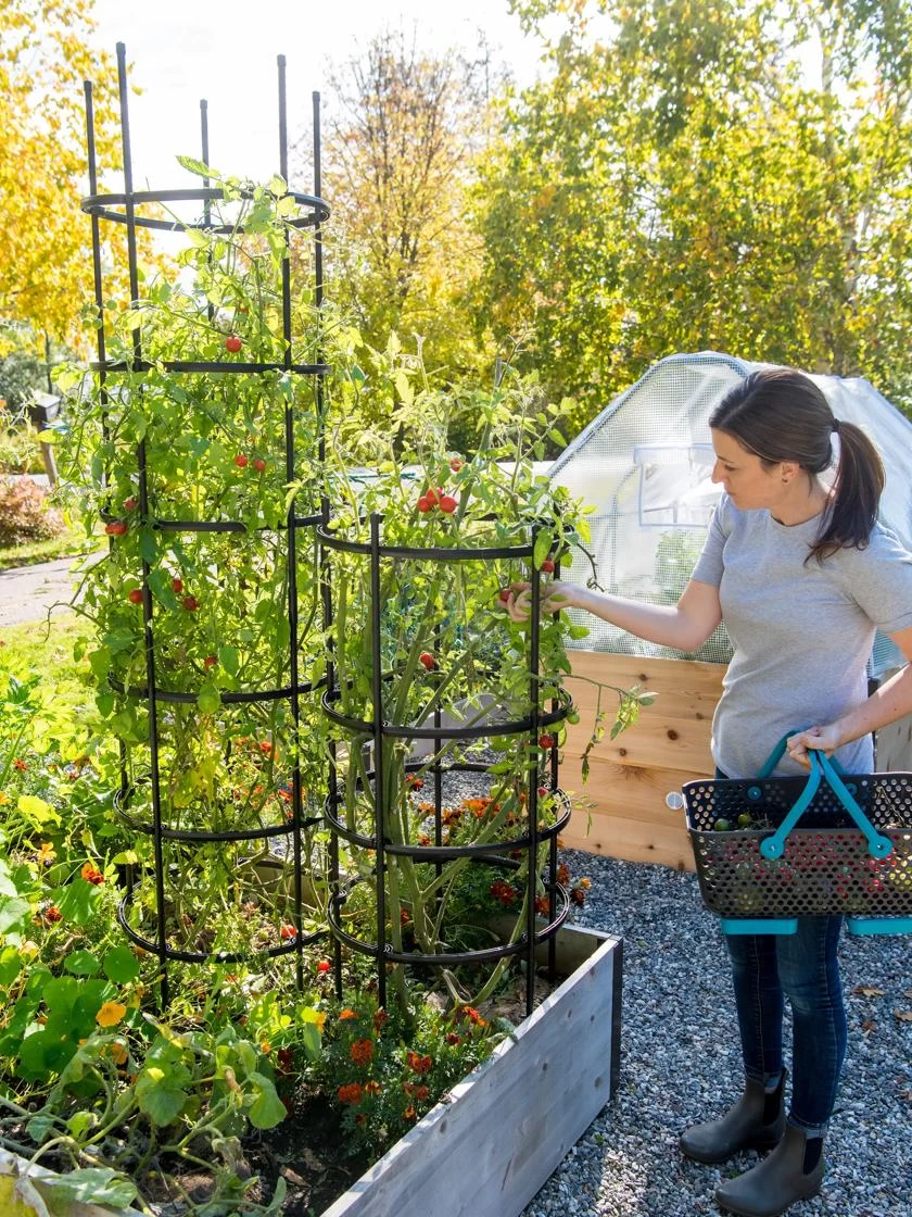 Titan Tomato Cages, Set Of 3 - Image 3