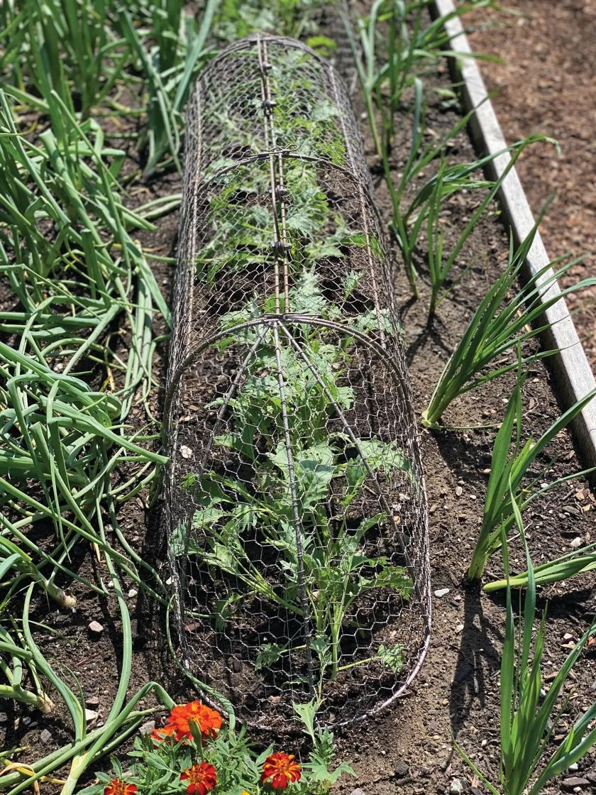 Chicken Wire Row Cloche Expandable Extra Large 3N1 - Image 3