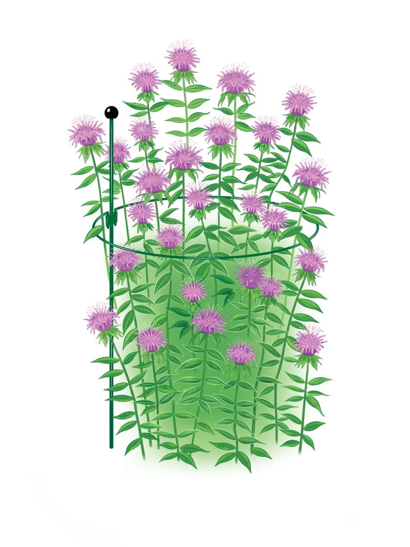 Peacock Classic Plant Support Rings 15", Set Of 2 - Image 2