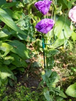 Peacock Mini Plant Support Rings 4", Set Of 2