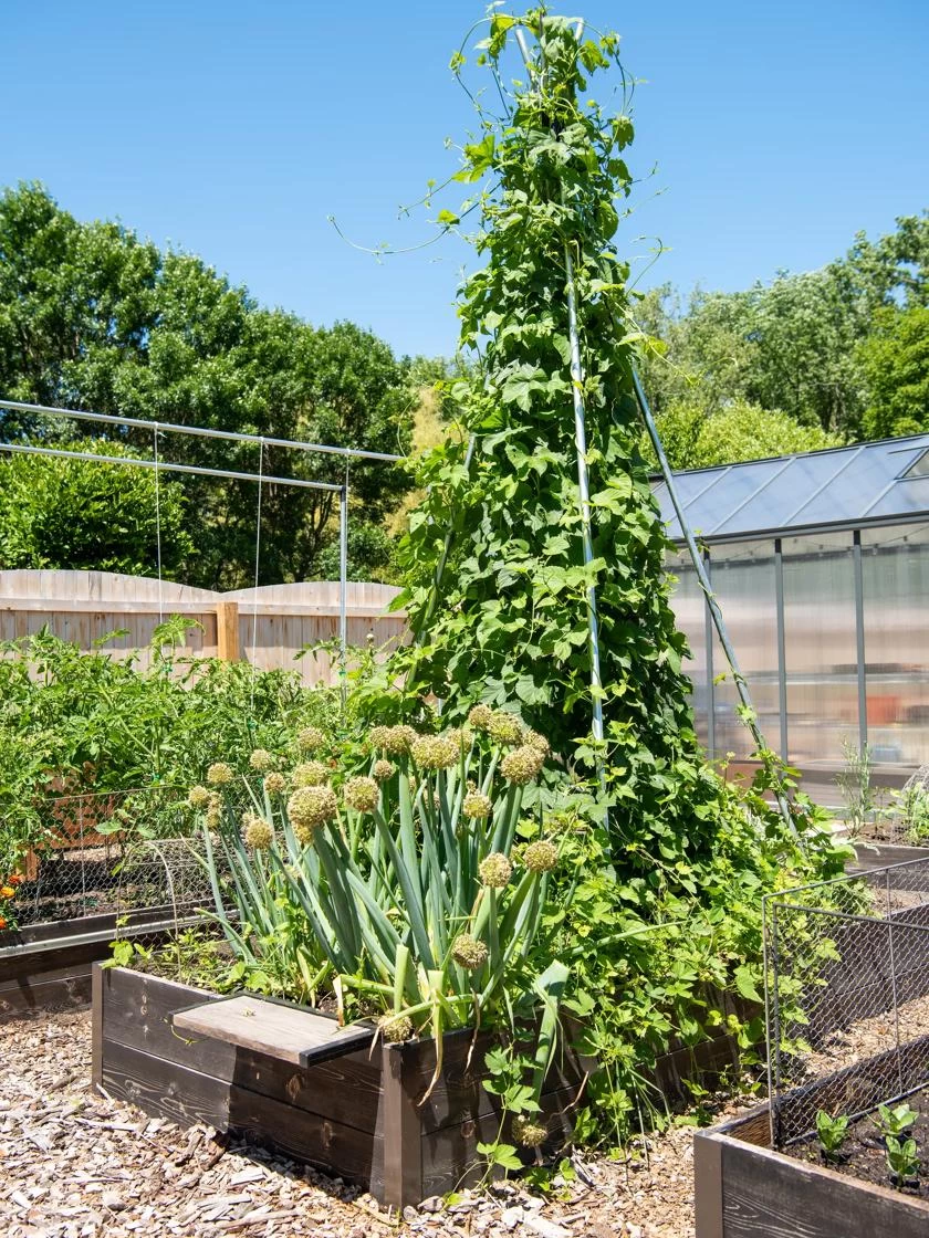 DIY Connector For Teepee Trellis - Image 5