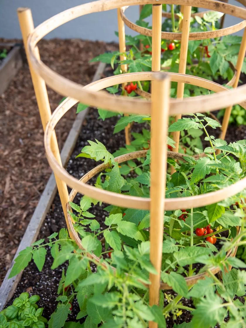 Bamboo Tomato Cages, Set Of 3 - Image 2