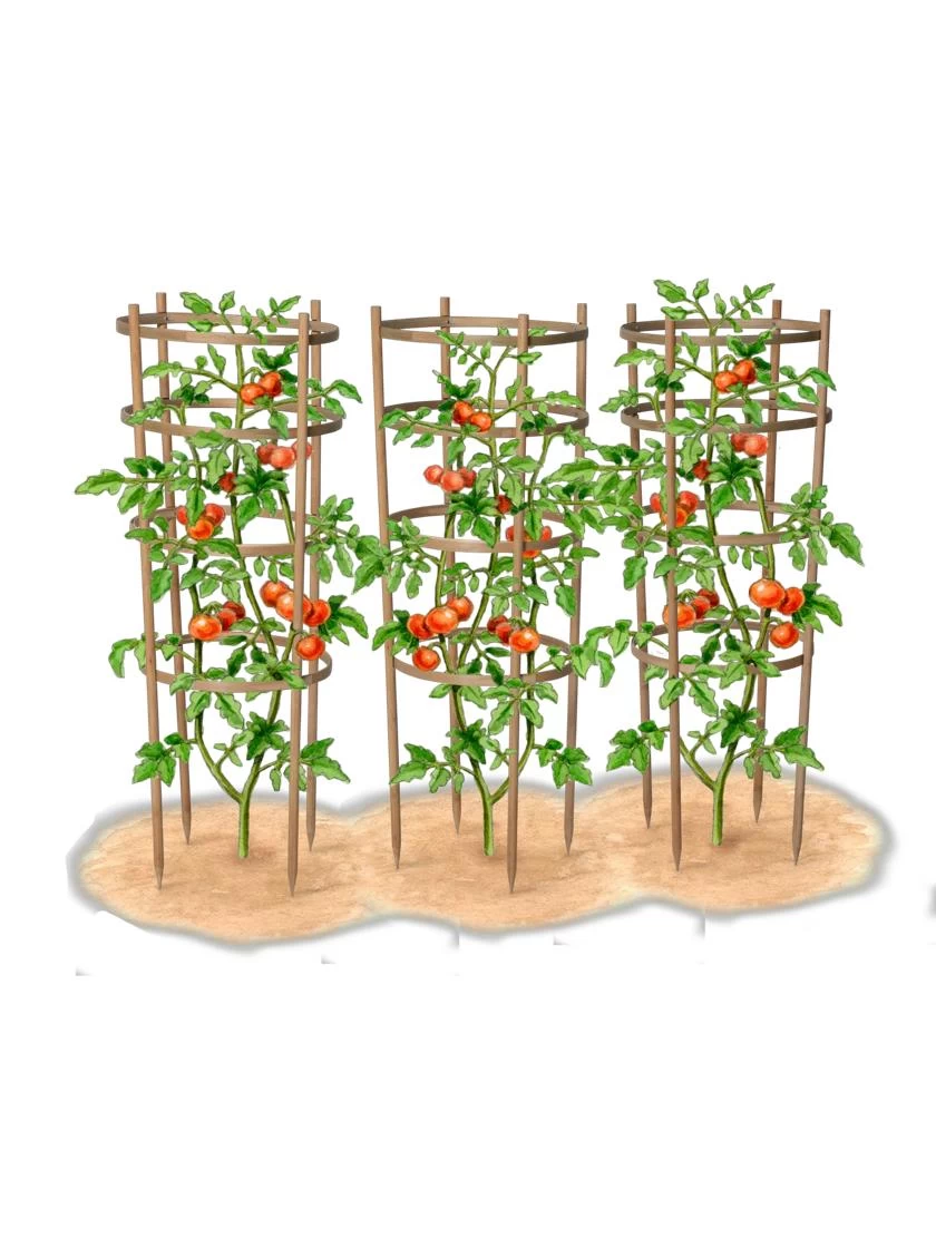 Bamboo Tomato Cages, Set Of 3 - Image 8